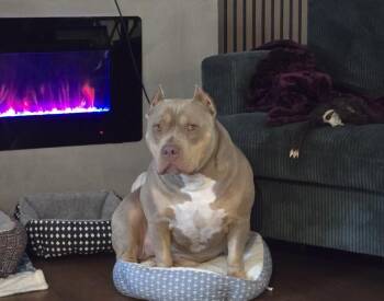 Rescue American Bully Dogs for Adoption in Beaufort, Missouri - Kaiya | PetCurious