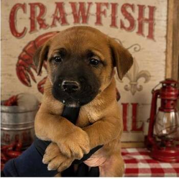 Hound and Mixed Breed Dogs Available for Adoption in West Memphis, Arkansas - Roux | PetCurious