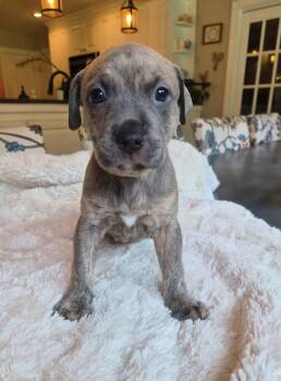 Dolly Parton - Country Legend Litter -  Pit Bull Terrier Dog for Adoption in Holly Springs, North Carolina - Dolly Parton - Country Legend Litter | PetCurious