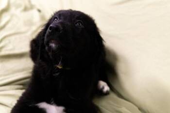 Obi -  Newfoundland Dog and Mixed Breed Dog for Adoption in West Chester, Pennsylvania - Obi | PetCurious