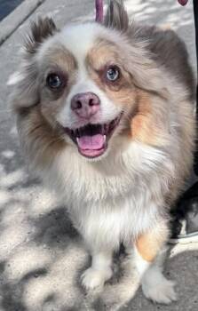 Gibson -  Australian Shepherd Dog for Adoption in Lambertville, New Jersey - Gibson | PetCurious
