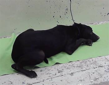 REX -  Labrador Retriever and Mixed Breed Dog for Adoption in Houston, Texas - REX | PetCurious