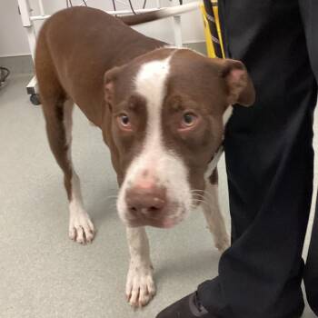 Rescue Terrier Dogs for Adoption in Abilene, Texas - Harlen | PetCurious