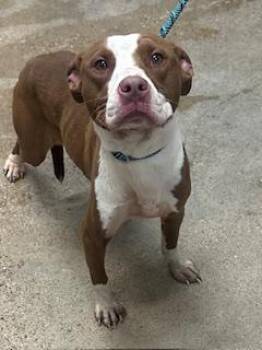 Lacey -  Pit Bull Terrier Dog for Adoption in Cleveland, Ohio - Lacey | PetCurious