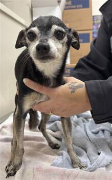 Chihuahua and Mixed Breed Dogs Available for Adoption in Grand Prairie, Texas - GERTRUDE | PetCurious