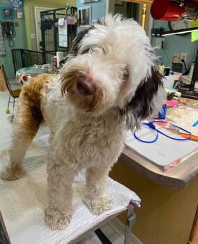 Karate Kid (NOT YET AVAILABLE) -  Australian Shepherd and Poodle Dog for Adoption in Benton, Louisiana - Karate Kid (NOT YET AVAILABLE) | PetCurious