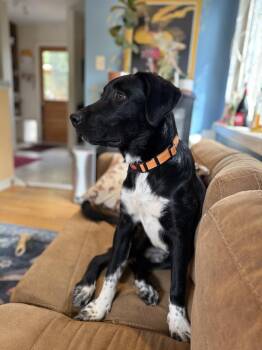 Brady -  Labrador Retriever and Mixed Breed Dog for Adoption in Denver, Colorado - Brady | PetCurious