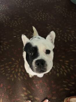 French Bulldog and Australian Cattle Dog Blue Heeler Dogs Available for Adoption - Ozzy | PetCurious