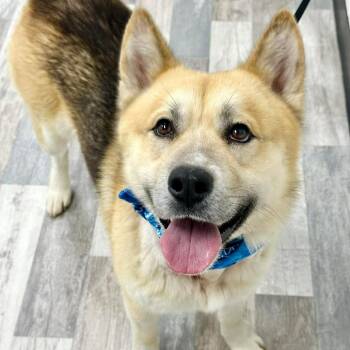 Magnum JuM -  German Shepherd Dog and Great Pyrenees Dog for Adoption in Austin, Texas - Magnum JuM | PetCurious