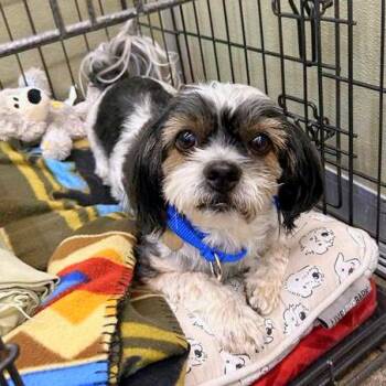 Ruby -  Shih Tzu and Mixed Breed Dog for Adoption in Woodinville, Washington - Ruby | PetCurious