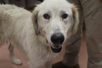 BLANCA -  Mixed Breed Dog for Adoption in Columbia, South Carolina - BLANCA | PetCurious