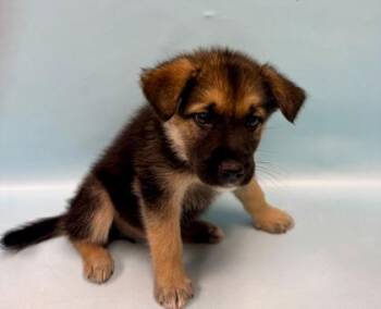 Gemma -  German Shepherd Dog and Mixed Breed Dog for Adoption in Minneapolis, Minnesota - Gemma | PetCurious