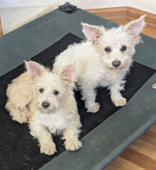 Terrier Dogs Available for Adoption - Teddy | PetCurious