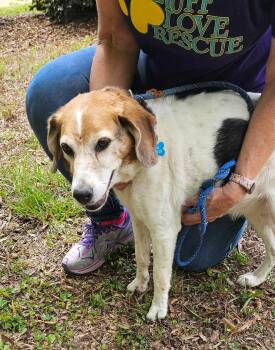 Beagle Dogs Available for Adoption in Thomasville, North Carolina - Sassy | PetCurious