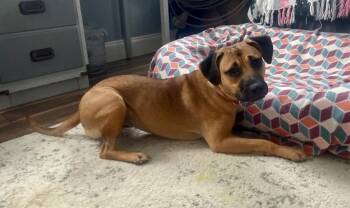 Lola (In Foster) -  Black Mouth Cur Dog Available for Adoption in Elmwood, Louisiana - Lola (In Foster) | PetCurious
