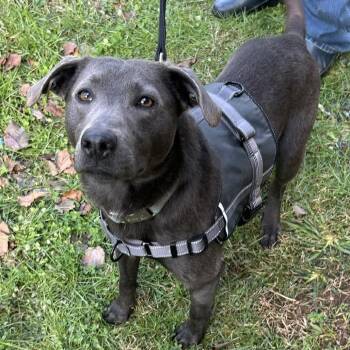 Lacy aka Mertle -  Blue Lacy Dog for Adoption in Sequatchie, Tennessee - Lacy Aka Mertle | PetCurious
