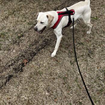 Peanut -  Yellow Labrador Retriever Dog for Adoption in Sylvania, Georgia - Peanut | PetCurious