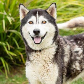 LOBO -  Siberian Husky Dog for Adoption in Camarillo, California - LOBO | PetCurious