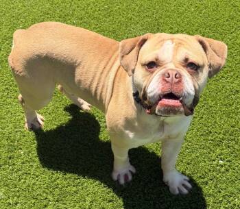 Buttons -  English Bulldog and Mixed Breed Dog for Adoption in Frankfort, Kentucky - Buttons | PetCurious