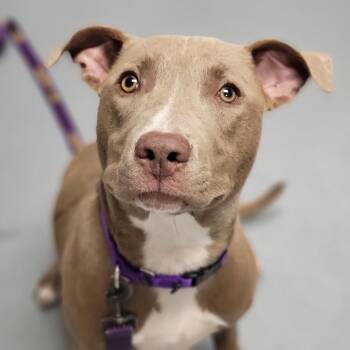 Mixed Breed Dogs Available for Adoption in Sarasota, Florida - Evangeline | PetCurious