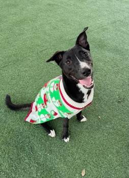 Pit Bull Terrier and Staffordshire Bull Terrier Dogs Available for Adoption in Friendswood, Texas - Wiggles The Good Vibes Only Guy | PetCurious