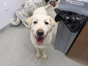 Great Pyrenees and Australian Cattle Dog Blue Heeler Dogs Available for Adoption in Loveland, Colorado - HARRY | PetCurious