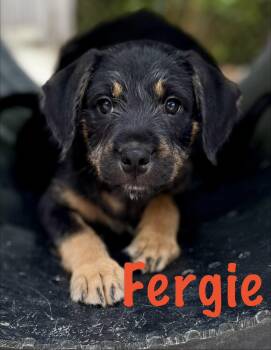 Terrier and Lhasa Apso Dogs Available for Adoption in Homestead, Florida - Fergie | PetCurious