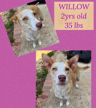 WILLOW -  Mixed Breed Dog for Adoption in Holbrook, New York - WILLOW | PetCurious