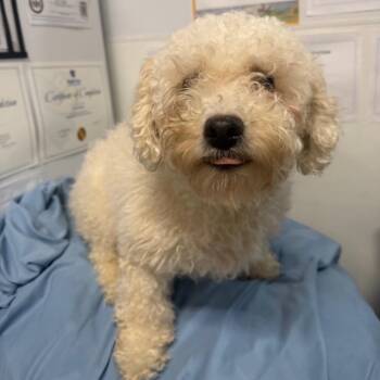 Bijou -  Bichon Frise Dog for Adoption in West Chester, Pennsylvania - Bijou | PetCurious