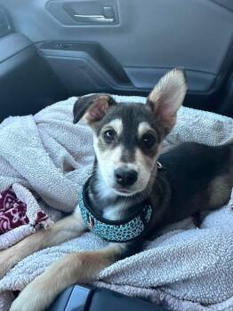 Peanut -  Mixed Breed Dog for Adoption in Indianapolis, Indiana - Peanut | PetCurious