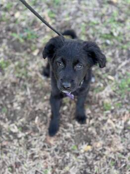 Flat Coated Retriever and Chihuahua Dogs Available for Adoption - Jada | PetCurious