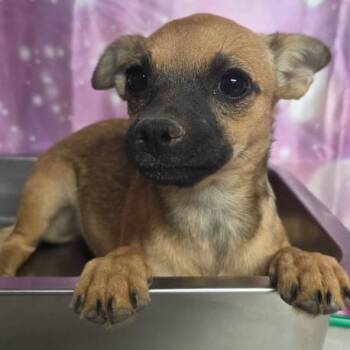 Crewly -  Chihuahua and Mixed Breed Dog for Adoption in Fort Collins, Colorado - Crewly | PetCurious