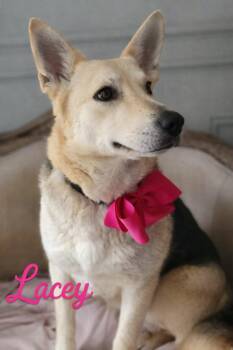 German Shepherd Dog and Yellow Labrador Retriever Dogs Available for Adoption - Lacey | PetCurious