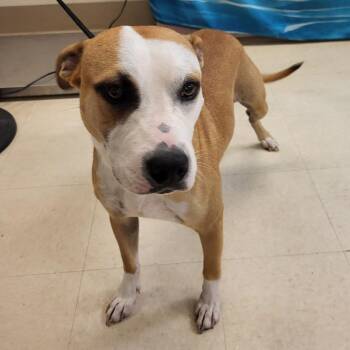 Timon -  Mixed Breed Dog Available for Adoption in Lake Panasoffkee, Florida - Timon | PetCurious