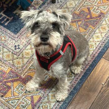 Schnauzer Dogs Available for Adoption - MANDOLIN | PetCurious