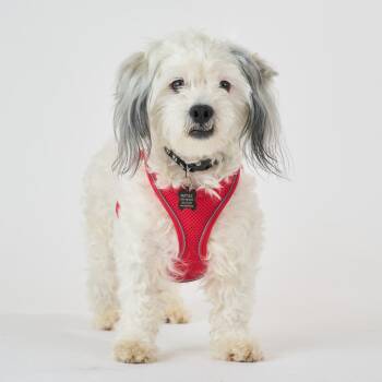 Shih Tzu and Poodle Dogs Available for Adoption in San Francisco, California - Breakdance 13982 | PetCurious