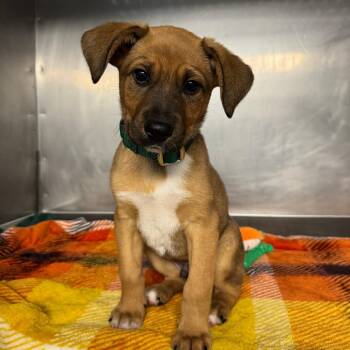 Mixed Breed Dogs Available for Adoption in Saint Charles, Missouri - Thurgood | PetCurious