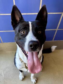 Australian Kelpie and Shepherd Dogs Available for Adoption - Smokie | PetCurious