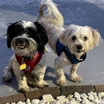 Snoopy -  Havanese and Miniature Poodle Dog for Adoption in Sacramento, California - Snoopy | PetCurious
