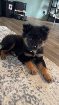 Mixed Breed Dogs Available for Adoption - Bailey | PetCurious