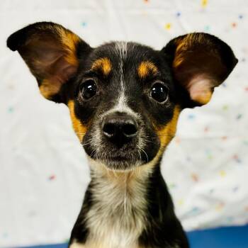 Tina -  Rat Terrier and Cattle Dog Dog for Adoption in Lebanon, Missouri - Tina | PetCurious