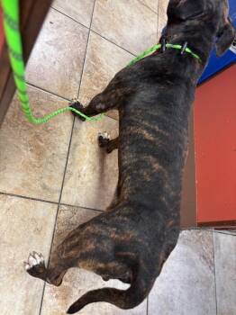Benedict -  Staffordshire Bull Terrier and Cane Corso Dog for Adoption in Cincinnati, Ohio - Benedict | PetCurious