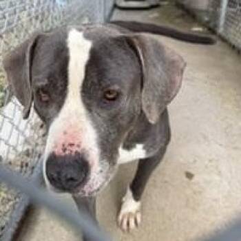 Frank -  American Bully Dog for Adoption in New Castle, Indiana - Frank | PetCurious