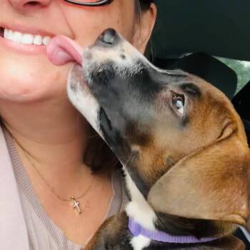 Coco -  Hound Dog for Adoption in Tallahassee, Florida - Coco | PetCurious