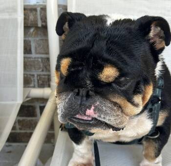 English Bulldog Dogs Available for Adoption in Palm Coast, Florida - Bandit  | PetCurious