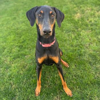 Doberman Pinscher Dogs Available for Adoption in Phoenix, Arizona - Luna Miel | PetCurious