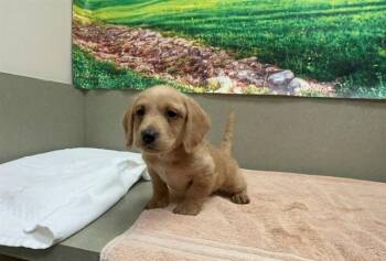 Terrier and Mixed Breed Dogs Available for Adoption - A549073 | PetCurious