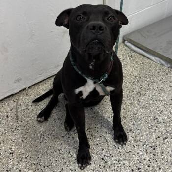 Zorro -  American Staffordshire Terrier and Rhodesian Ridgeback Dog for Adoption in Hattiesburg, Mississippi - Zorro | PetCurious