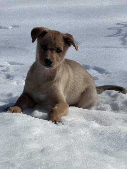 Mixed Breed Dogs Available for Adoption - Flash | PetCurious