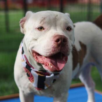 BRICK -  American Staffordshire Terrier Dog for Adoption in San Antonio, Texas - BRICK | PetCurious